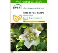 SAFLAX - Rose de Noël blanche - 6 graines - Avec substrat - Helleborus