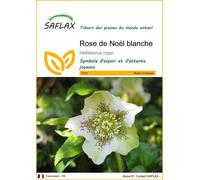 SAFLAX - Rose de Noël blanche - 6 graines - Helleborus