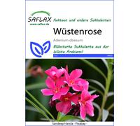 Saflax Rose du Désert - 1 sachet
