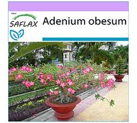 SAFLAX - Rose du désert - 8 graines - Adenium obesum