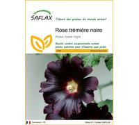 SAFLAX - Rose trémière noire - 100 graines - Alcea