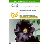 SAFLAX - Rose trémière noire - 100 graines - Avec substrat - Alcea