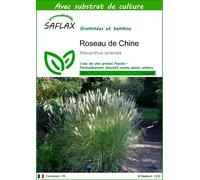 SAFLAX - Roseau de Chine - 200 graines - Avec substrat - Miscanthus