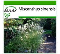 SAFLAX - Roseau de Chine - 200 graines - Avec substrat - Miscanthus sinensis