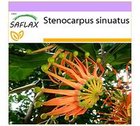 SAFLAX - Roue de feu australienne - 20 graines - Stenocarpus sinuatis