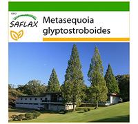 SAFLAX - Sapin d'eau - 60 graines - Avec substrat - Metasequoia glyptostroboides