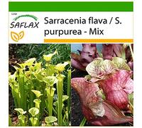 SAFLAX - Sarracénie pourpre - 10 graines - Avec substrat - Sarracenia flava/S. purpurea - Mix