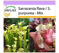 SAFLAX - Sarracénie pourpre - 10 graines - Sarracenia flava/S. purpurea - Mix