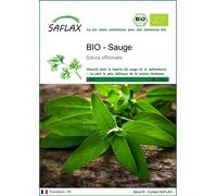 SAFLAX -- Sauge - 60 graines - Salvia