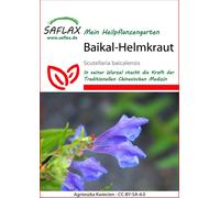 Saflax Scutellaire du Baïkal - 1 sachet