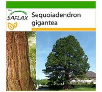 SAFLAX - Séquoia géant - 50 graines - Avec substrat - Sequoiadendron gigantea