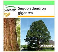 SAFLAX - Séquoia géant - 50 graines - Sequoiadendron gigantea