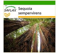 SAFLAX - Séquoia sempervirens - 50 graines - Avec substrat - Sequoia sempervirens
