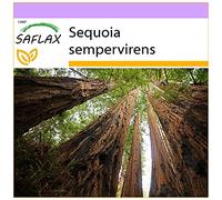 SAFLAX - Séquoia sempervirens - 50 graines - Sequoia sempervirens