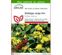 SAFLAX - Solidage verge d'or - 100 graines - Avec substrat - Solidago