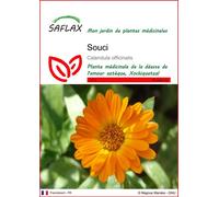 SAFLAX - Souci - 50 graines - Calendula