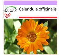 SAFLAX - Souci - 50 graines - Calendula officinalis
