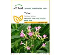 SAFLAX - Tabac - 250 graines - Nicotiana