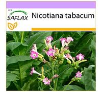 SAFLAX - Tabac - 250 graines - Nicotiana tabacum