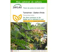 SAFLAX - Tamarinier - Dattier d'Inde - 4 graines - Avec substrat - Tamarindus