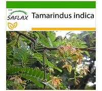 SAFLAX - Tamarinier - Dattier d'Inde - 4 graines - Avec substrat - Tamarindus indica