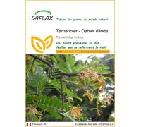 SAFLAX - Tamarinier - Dattier d'Inde - 4 graines - Tamarindus