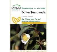 SAFLAX - Théier - 6 graines - Camellia