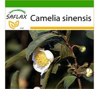 SAFLAX - Théier - 6 graines - Avec substrat - Camelia sinensis