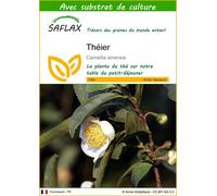 SAFLAX - Théier - 6 graines - Avec substrat - Camellia