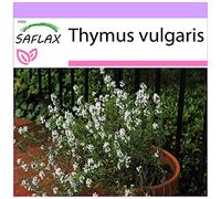 SAFLAX - Thym commun - 200 graines - Thymus vulgaris