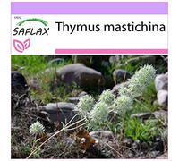 SAFLAX - Thym résineux - 250 graines - Thymus mastichina