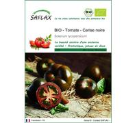 SAFLAX -- Tomate - Cerise noire - 10 graines - Solanum