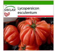 SAFLAX - Tomate Costoluto Genovese - 10 graines - Avec substrat - Lycopersicon esculentum