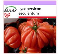 SAFLAX - Tomate Costoluto Genovese - 10 graines - Lycopersicon esculentum