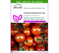 SAFLAX - Tomate mexicaine au miel - 10 graines - Avec substrat - Lycopersicon