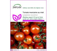 SAFLAX - Tomate mexicaine au miel - 10 graines - Lycopersicon