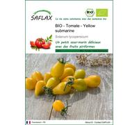 SAFLAX -- Tomate - Yellow submarine - 10 graines - Solanum