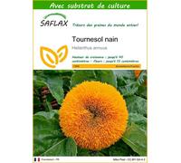 SAFLAX - Tournesol nain - 40 graines - Avec substrat - Helianthus
