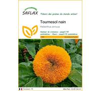SAFLAX - Tournesol nain - 40 graines - Helianthus