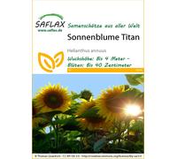 SAFLAX - Tournesol Titan F1-20 graines - Helianthus annuus