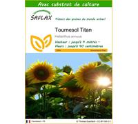 SAFLAX - Tournesol Titan - 20 graines - Avec substrat - Helianthus