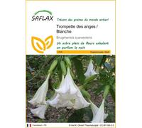 SAFLAX - Trompette des anges / Blanche - 10 graines - Brugmansia