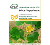 SAFLAX - Tulipier de Virginie - 20 graines - Liriodendron