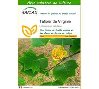 SAFLAX - Tulipier de Virginie - 20 graines - Avec substrat - Liriodendron