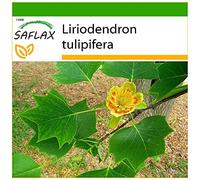 SAFLAX - Tulipier de Virginie - 20 graines - Avec substrat - Liriodendron tulipifera