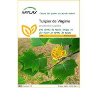SAFLAX - Tulipier de Virginie - 20 graines - Liriodendron tulipifera