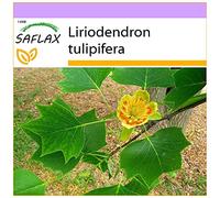 SAFLAX - Tulipier de Virginie - 20 graines - Liriodendron tulipifera