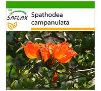 SAFLAX - Tulipier du Gabon - 30 graines - Avec substrat - Spathodea campanulata