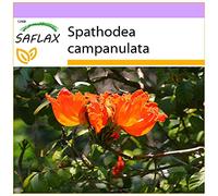 Saflax Tulipier du Gabon - 1 sachet