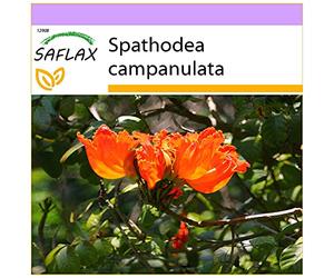 SAFLAX - Tulipier du Gabon - 30 graines - Spathodea campanulata
